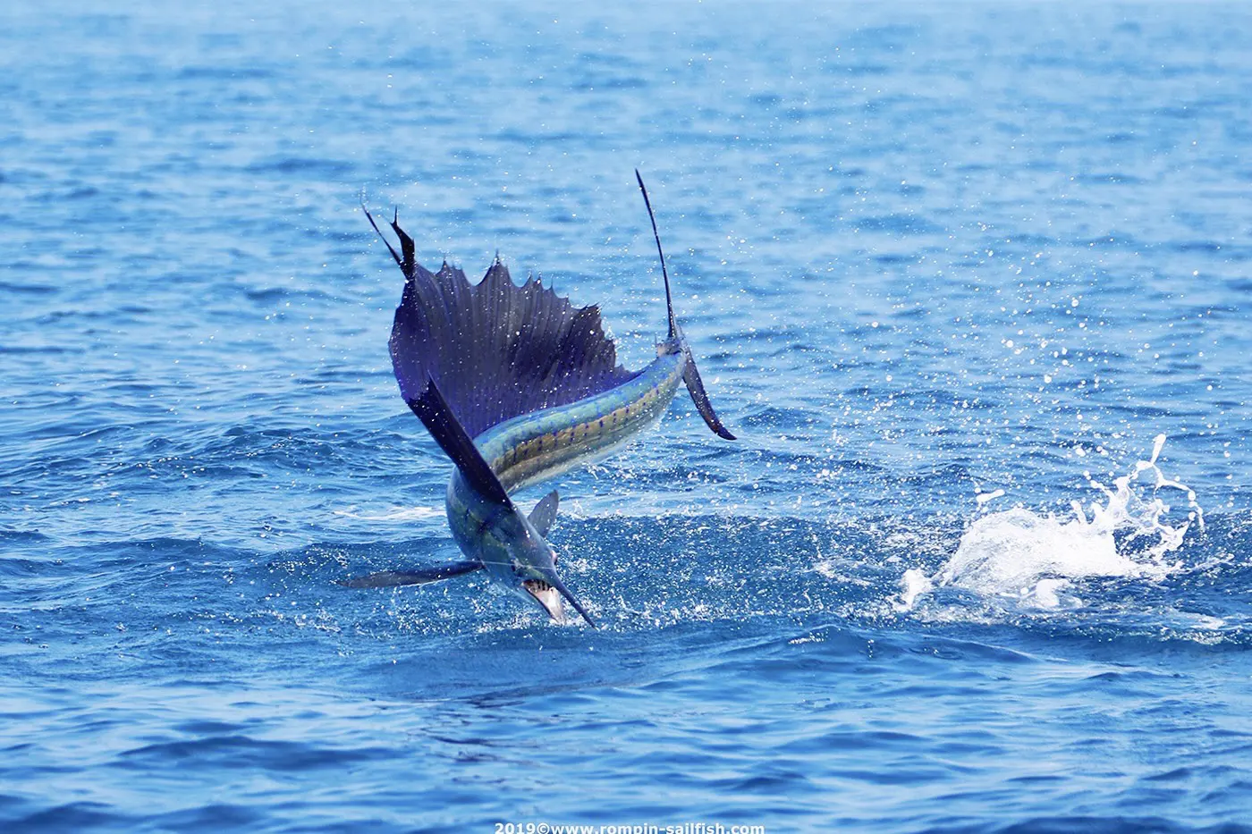 Sport Fishing Playa del Carmen, trolling fishing in playa del carmen, private fishing charter , fishing tours playa del carmen
